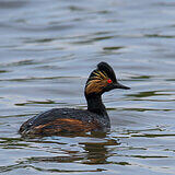 Water birds